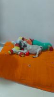 Pug Puppies for sale in Vadodara, Gujarat, India. price: 9000 INR