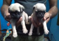 Pug Puppies for sale in Thambu Chetty Palya, Battarahalli, Bengaluru, Karnataka, India. price: 9000 INR
