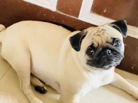 Pug Puppies for sale in Ghumarwin, Himachal Pradesh, India. price: 174027 INR