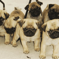 Pug Puppies for sale in Pune, Maharashtra, India. price: 15000 INR