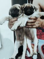 Pug Puppies for sale in Hisar, Haryana, India. price: 15000 INR