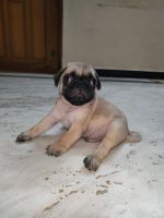 Pug Puppies for sale in Chennai, Tamil Nadu, India. price: 13000 INR