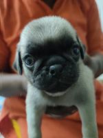 Pug Puppies for sale in Thiruvananthapuram, Kerala, India. price: 25000 INR
