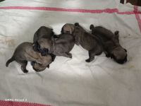 Pug Puppies for sale in Thane West, Thane, Maharashtra, India. price: 13000 INR