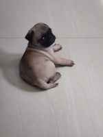 Pug Puppies for sale in Chennai, Tamil Nadu, India. price: 8000 INR