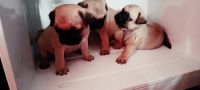 Pug Puppies for sale in Madurai-South taluk, Tamil Nadu 625005, India. price: 13000 INR