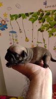 Pug Puppies for sale in Thane West, Thane, Maharashtra, India. price: 15000 INR
