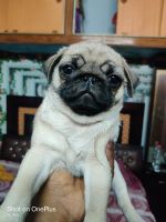 Pug Puppies for sale in Lucknow, Uttar Pradesh, India. price: 12000 INR