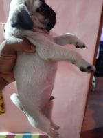 Pug Puppies for sale in HRBR Layout, Kalyan Nagar, Bengaluru, Karnataka 560043, India. price: 27000 INR