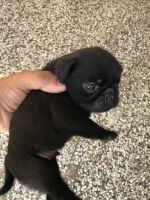 Pug Puppies for sale in Faridabad Bypass Rd, Sector 17, Faridabad, Haryana, India. price: 15000 INR