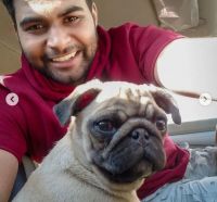Pug Puppies for sale in Taharabad, Maharashtra 423302, India. price: 6000 INR