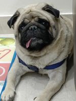 Pug Puppies for sale in Sector 21C, Faridabad, Haryana 121001, India. price: NA