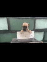 Pug Puppies for sale in Bakersfield, CA, USA. price: NA