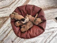 Pug Puppies for sale in Durg, Chhattisgarh, India. price: 20000 INR