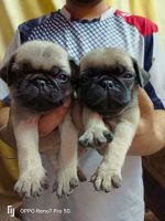 Pug Puppies for sale in Ambala Cantt, Haryana, India. price: 9500 INR