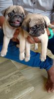 Pug Puppies for sale in Red Hills, Chennai, Tamil Nadu, India. price: 8000 INR