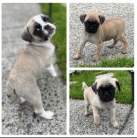 Pug Puppies for sale in Redmond, WA 98052, USA. price: NA