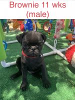 Pug Puppies for sale in Bennett, CO 80102, USA. price: NA