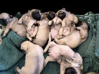 Pug Puppies for sale in Twentynine Palms, CA 92277, USA. price: NA
