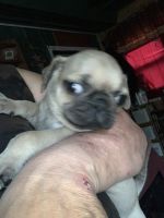 Pug Puppies for sale in Mt Ayr, IN, USA. price: NA