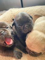 Pug Puppies for sale in Merkel, TX 79536, USA. price: NA
