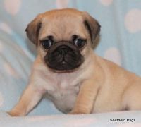 Pug Puppies for sale in Royse City, TX, USA. price: NA