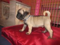 Pug Puppies for sale in Port Charlotte, FL, USA. price: NA