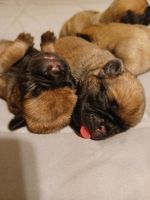 Pug Puppies Photos