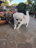 Pug Puppies Photos