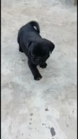 Pug Puppies for sale in Chandigarh, India. price: 11000 INR