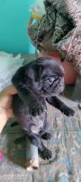 Pug Puppies for sale in Kheri, Uttar Pradesh 262701, India. price: 6000 INR