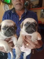 Pug Puppies for sale in Venkateshpuram, Kadugondanahalli, Bengaluru, Karnataka, India. price: 6000 INR