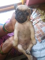 Pug Puppies for sale in Visakhapatnam, Andhra Pradesh, India. price: 8000 INR
