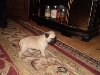 Pug Puppies for sale in New Castle, IN 47362, USA. price: NA