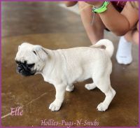 Pug Puppies for sale in Moselle, MS 39459, USA. price: NA