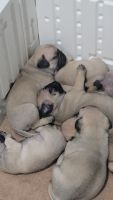 Pug Puppies for sale in Longwood, FL 32750, USA. price: NA