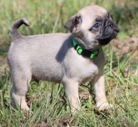 Pug Puppies for sale in Royse City, TX, USA. price: NA