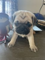 Pug Puppies for sale in West Suffield, CT 06093, USA. price: NA