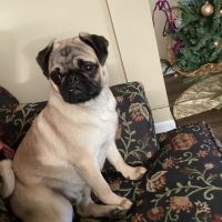 Pug Puppies for sale in Gettysburg, PA 17325, USA. price: NA