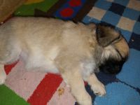 Pug Puppies for sale in Bloomington, MN, USA. price: NA