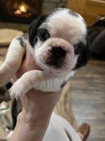 Pug Puppies for sale in New London, OH 44851, USA. price: NA