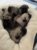 Pug Puppies for sale in Riverside, CA 92505, USA. price: NA