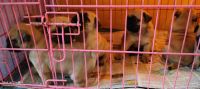 Pug Puppies for sale in Korattur, Chennai, Tamil Nadu, India. price: NA