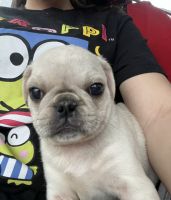 Pug Puppies for sale in Ashby, MA 01431, USA. price: NA