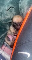 Pug Puppies for sale in Mesa, AZ, USA. price: NA
