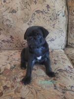 Pug Puppies for sale in Cadiz, OH 43907, USA. price: NA