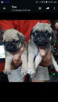 Pug Puppies for sale in Horamavu Agara, Horamavu, Bengaluru, Karnataka, India. price: 8000 INR