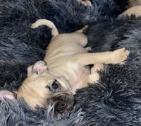 Pug Puppies for sale in El Monte, CA, USA. price: $250
