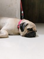 Pug Puppies for sale in Bharuch, Gujarat, India. price: 17000 INR