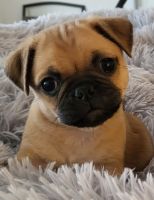Pug Puppies for sale in Sykesville, MD 21784, USA. price: $1,000